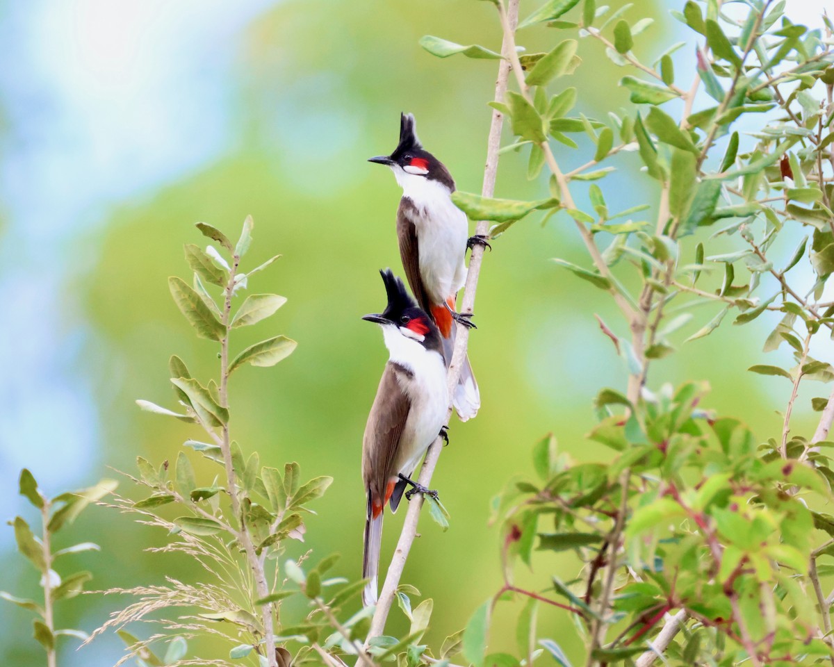 Al Kulaklı Arapbülbülü - ML646723269