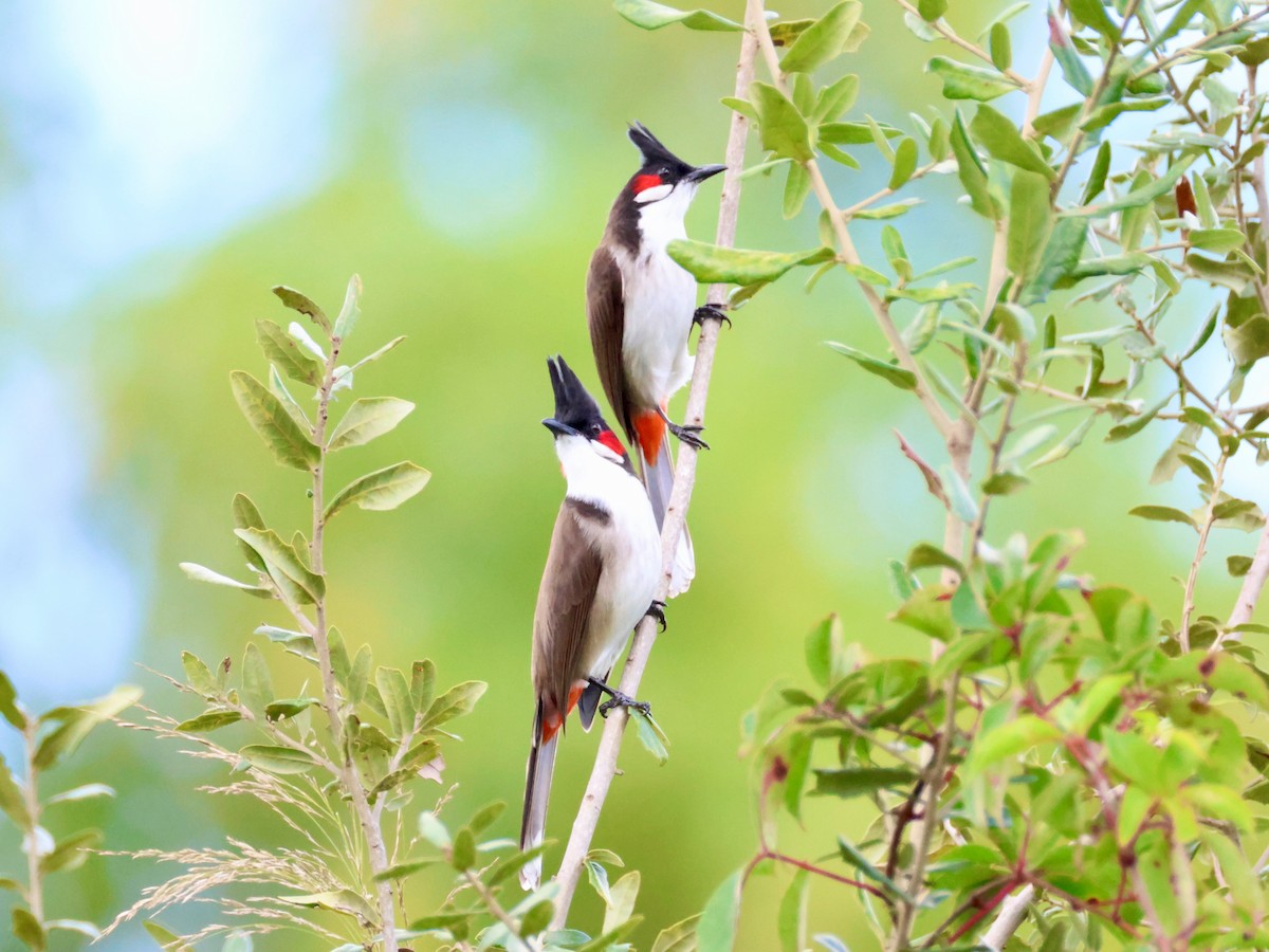 Al Kulaklı Arapbülbülü - ML646723270