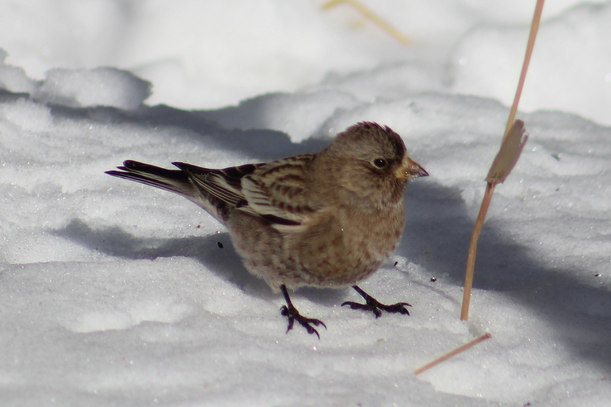 Brown-capped Rosy-Finch - ML646723271