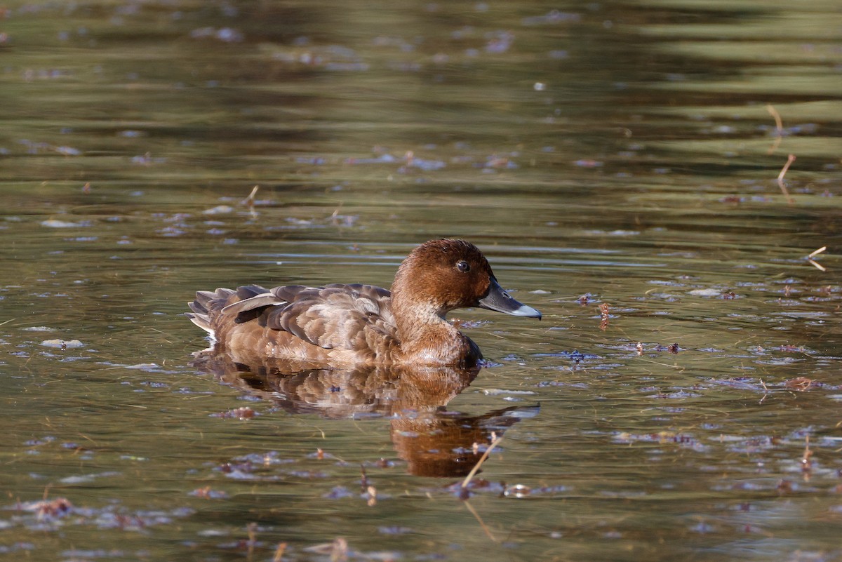 Hardhead - ML646723272