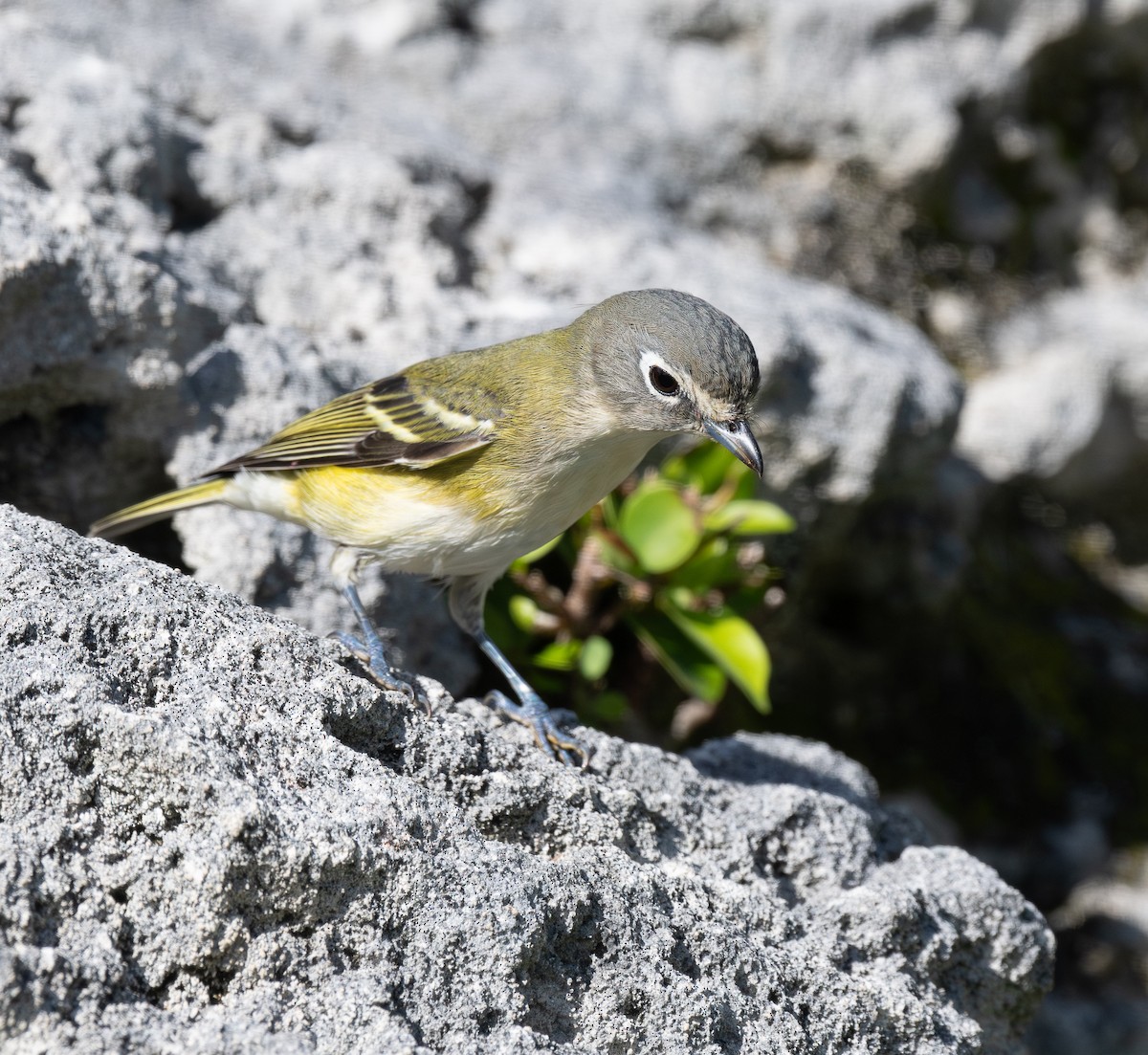Blue-headed Vireo - ML646723273