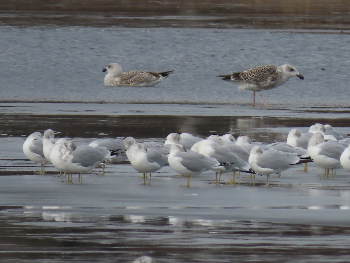 Ring-billed Gull - ML646723275
