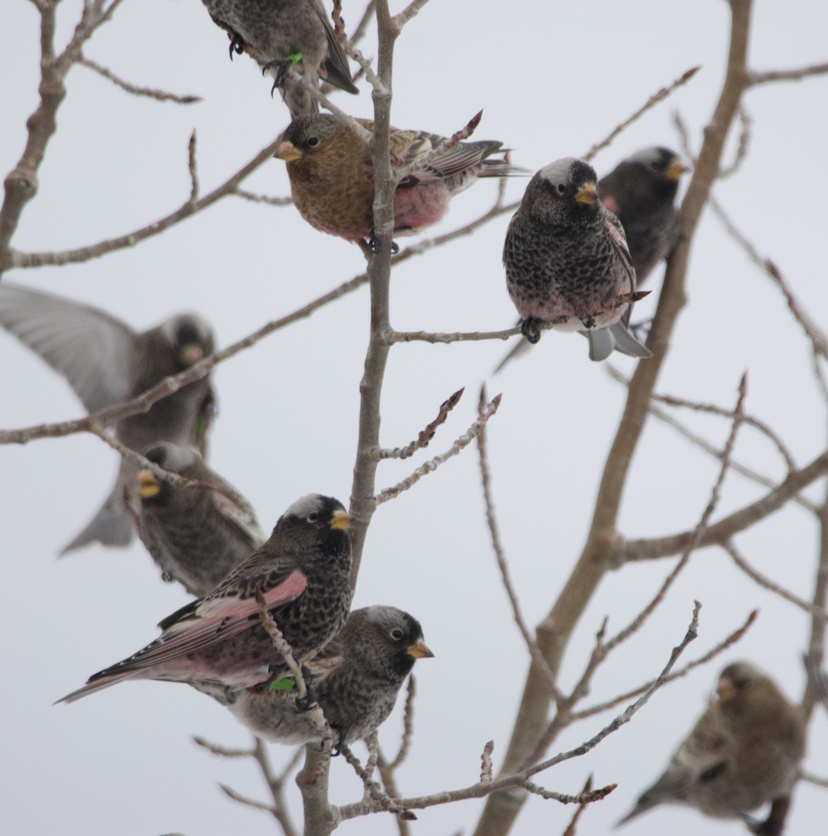 Pinzón montano sp. - ML646723276