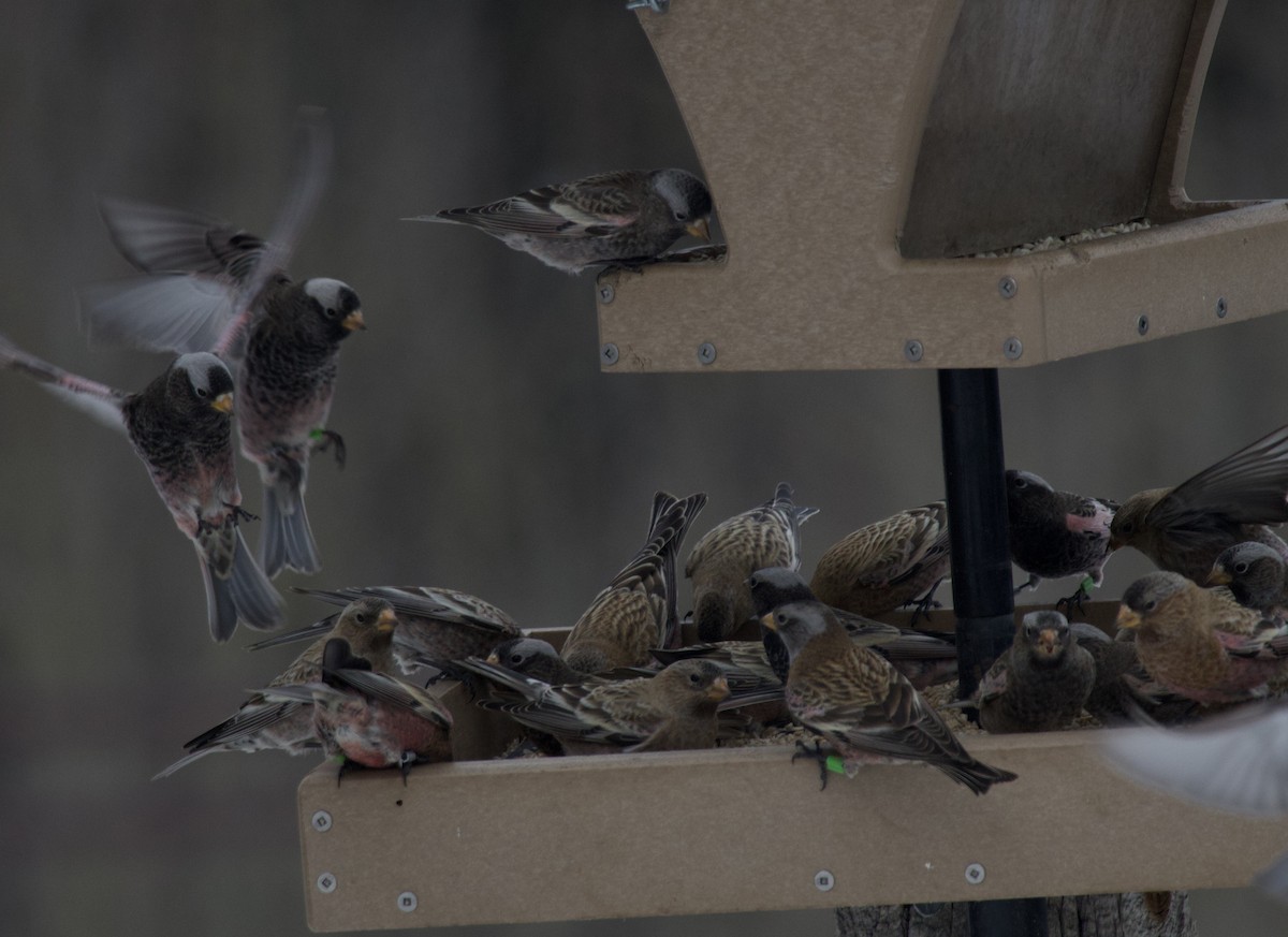 Pinzón montano sp. - ML646723277