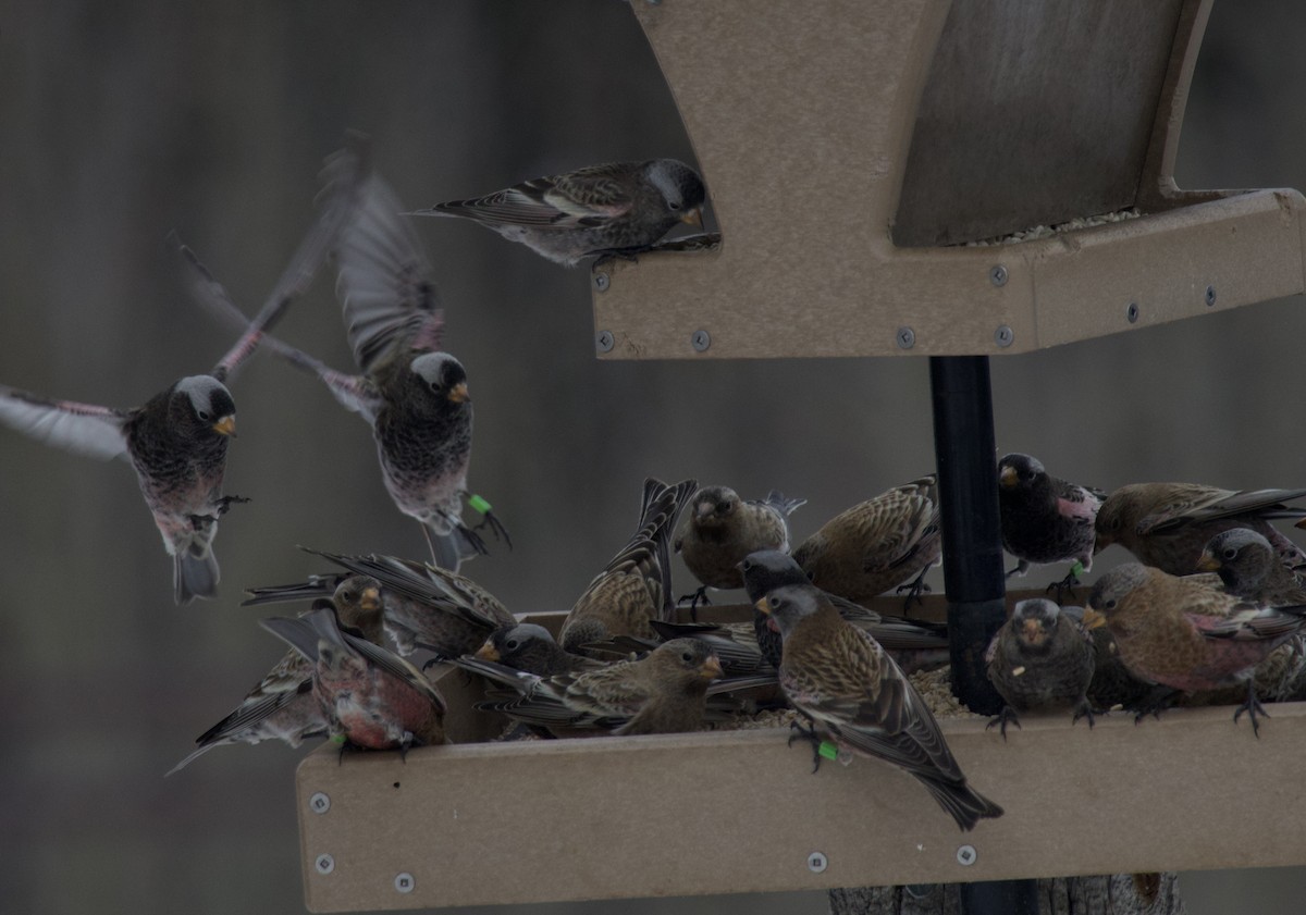 Pinzón montano sp. - ML646723278