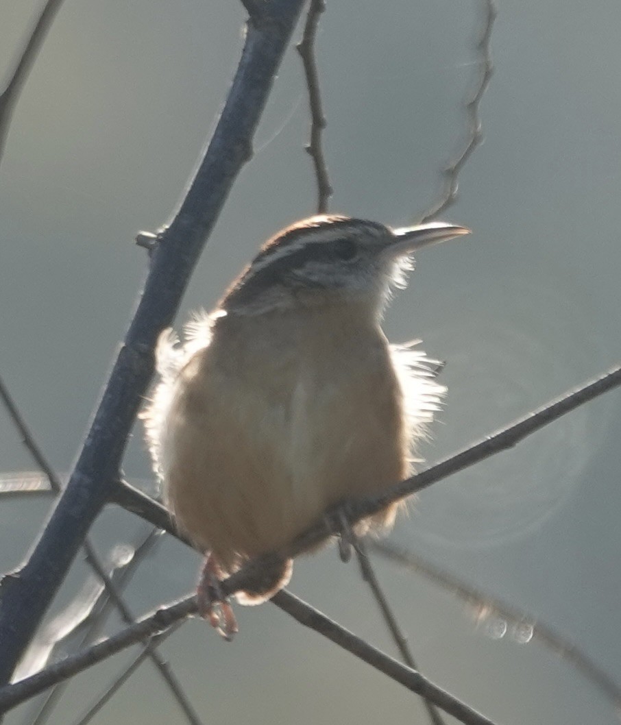 Cucarachero de Carolina - ML646723279