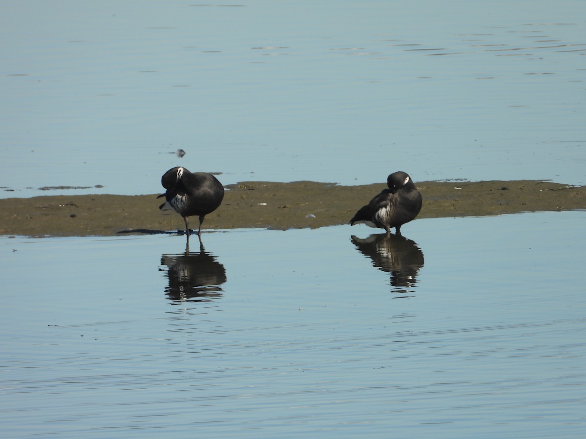 Brant - ML646723281