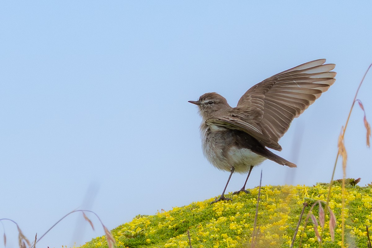 Plain-capped Ground-Tyrant - ML646723284