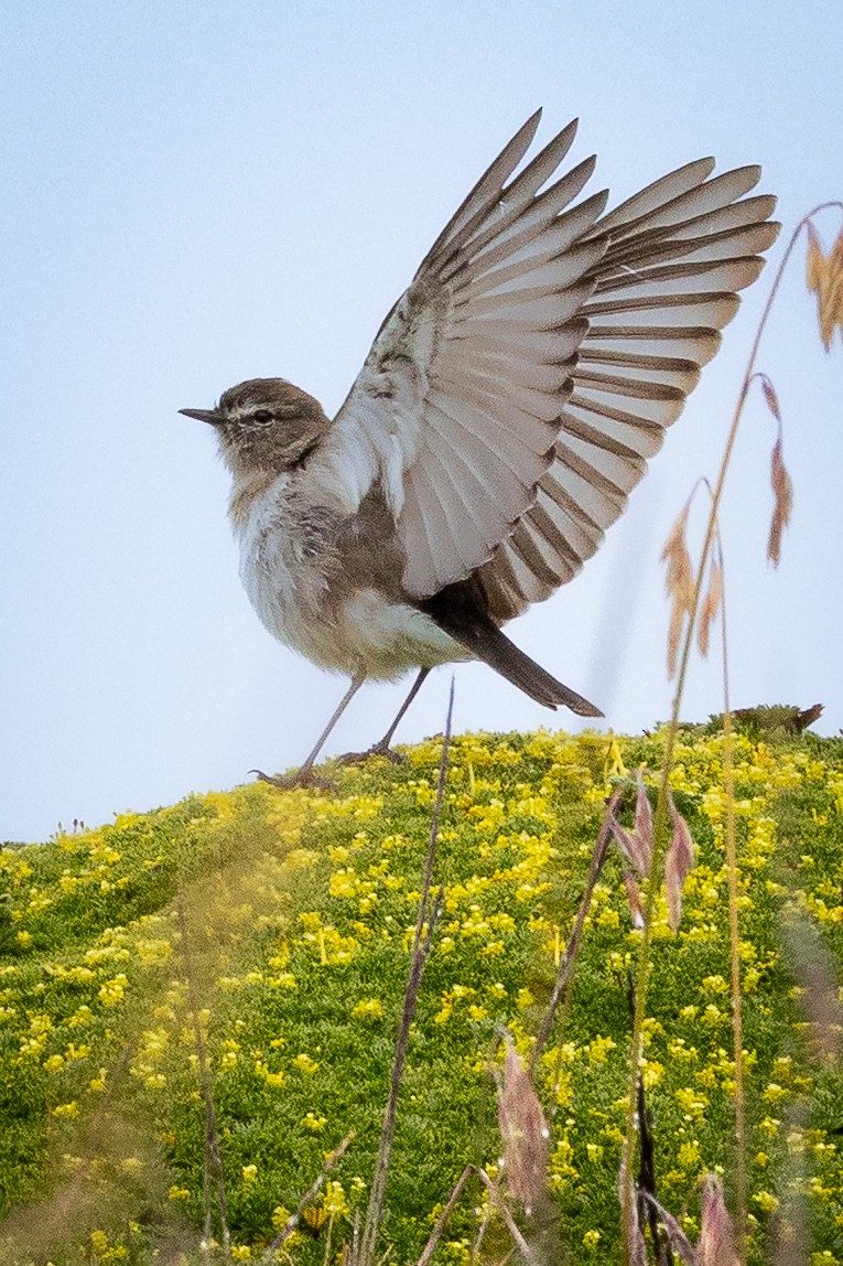 Plain-capped Ground-Tyrant - ML646723285