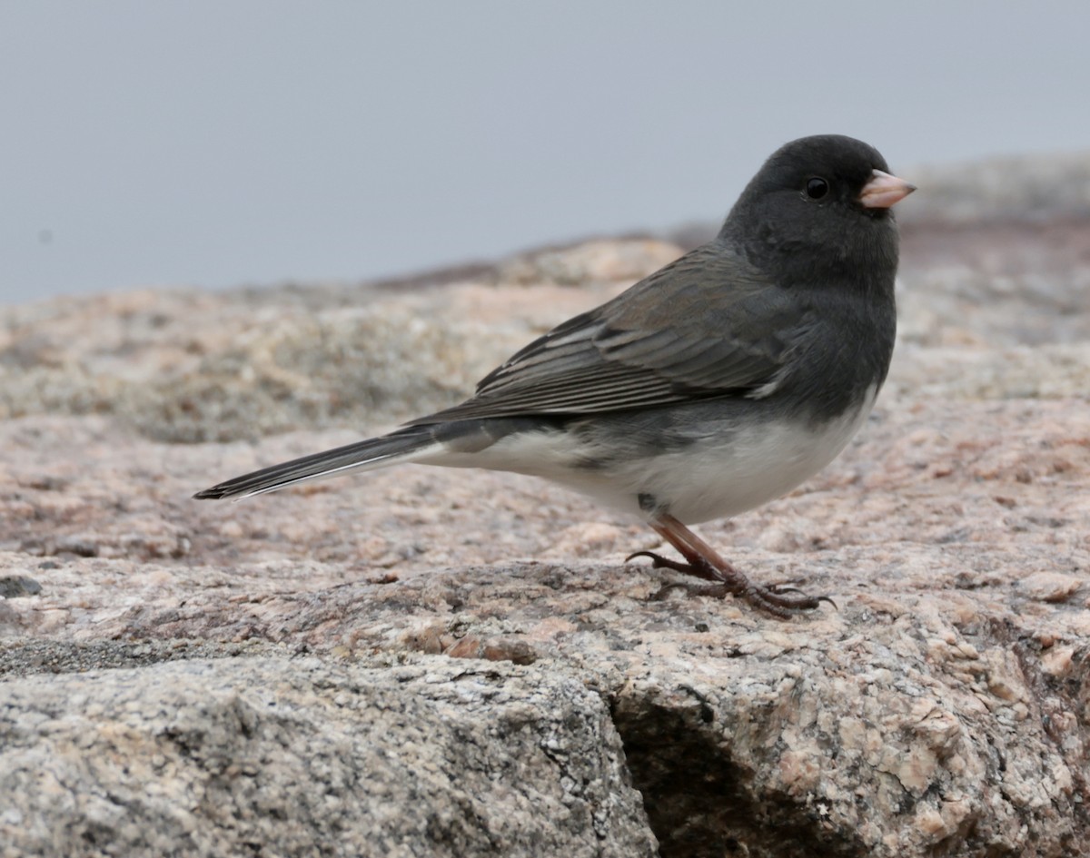 Dark-eyed Junco - ML646723286