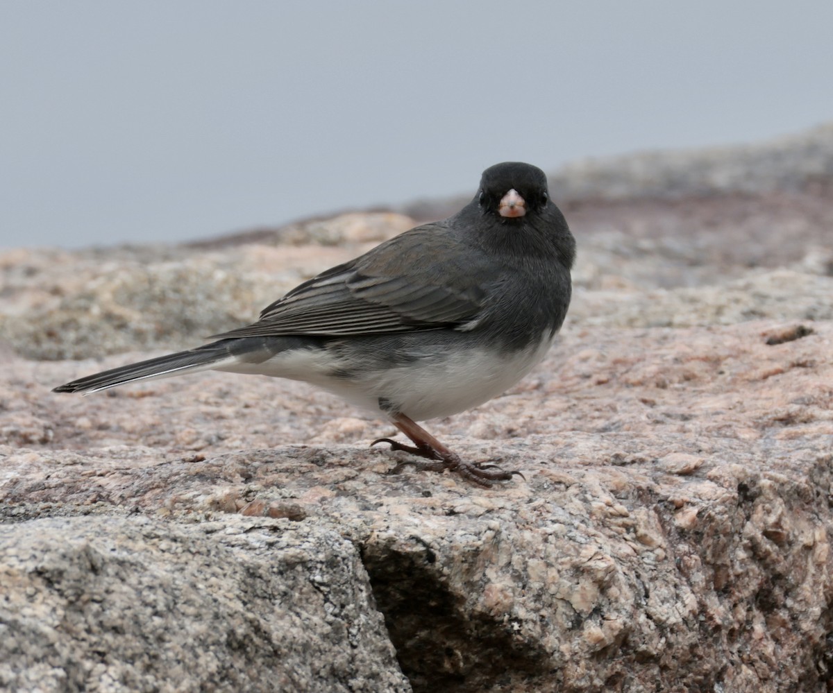 Серый юнко - ML646723287