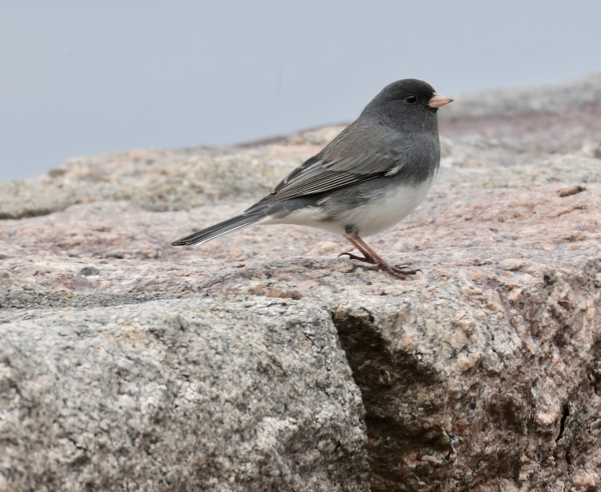 Dark-eyed Junco - ML646723288