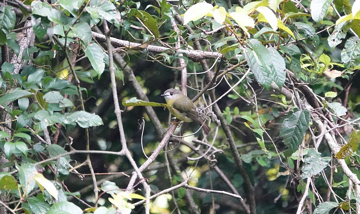 Sarımsı Bülbül - ML646723289