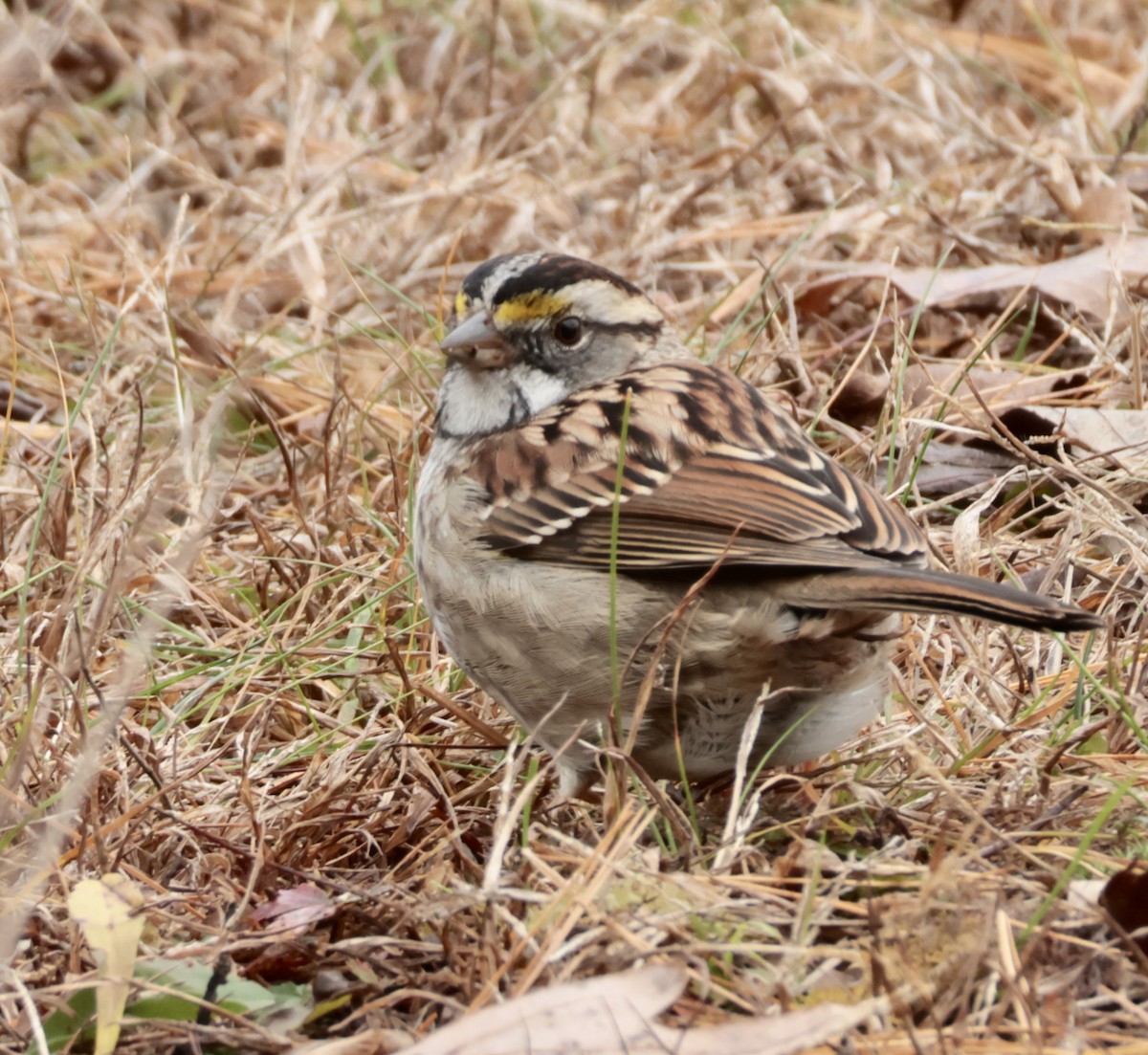 Белогорлая зонотрихия - ML646723292