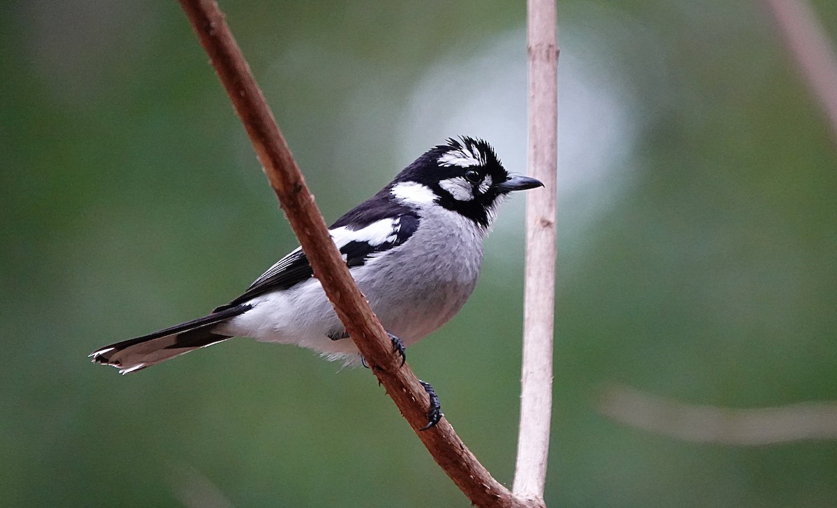 Avustralya Alaca Monarkı - ML646723293