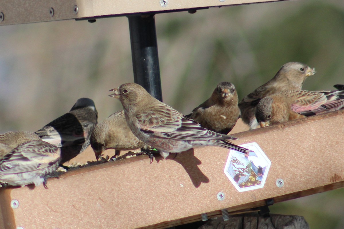 Brown-capped Rosy-Finch - ML646723294