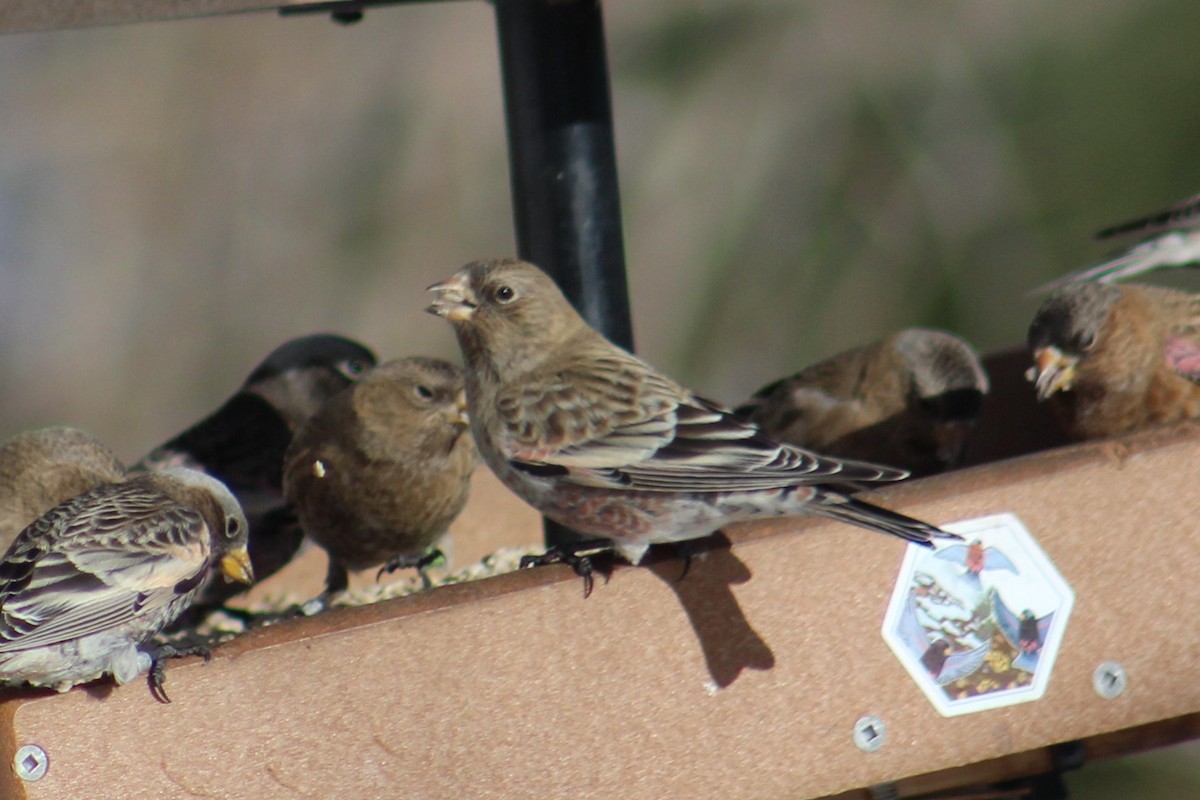 Brown-capped Rosy-Finch - ML646723295