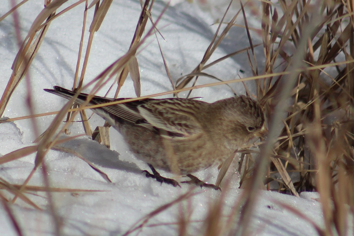 Brown-capped Rosy-Finch - ML646723296