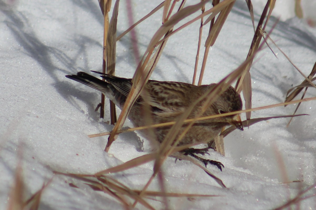 Brown-capped Rosy-Finch - ML646723297