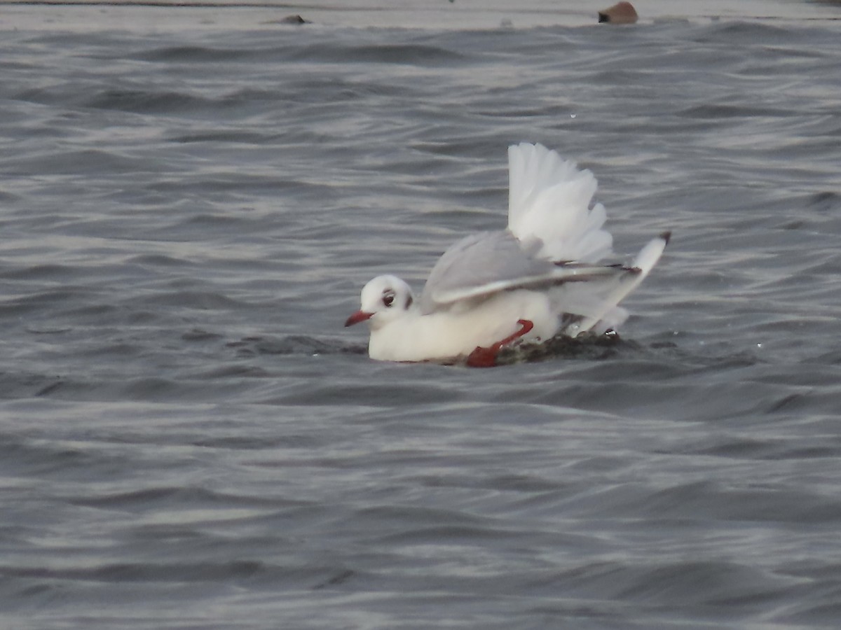 Black-headed Gull - ML646723299