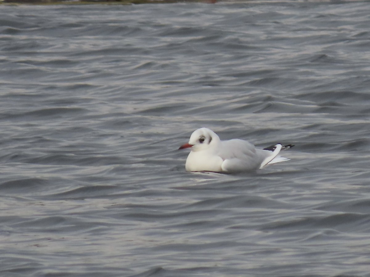 Black-headed Gull - ML646723300