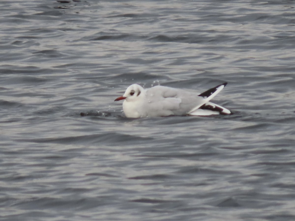 Black-headed Gull - ML646723301