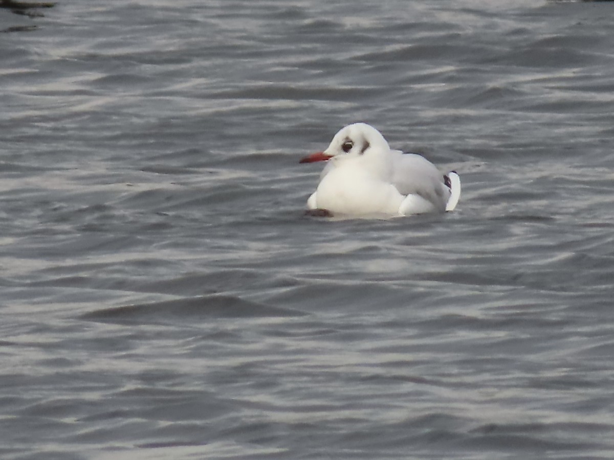 Black-headed Gull - ML646723302