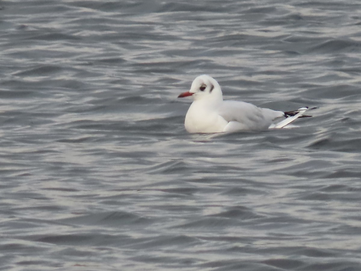 Black-headed Gull - ML646723303