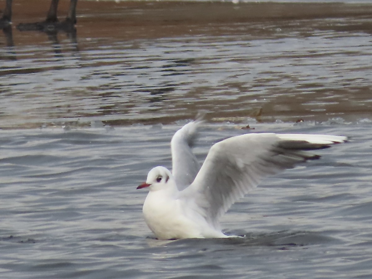Black-headed Gull - ML646723304