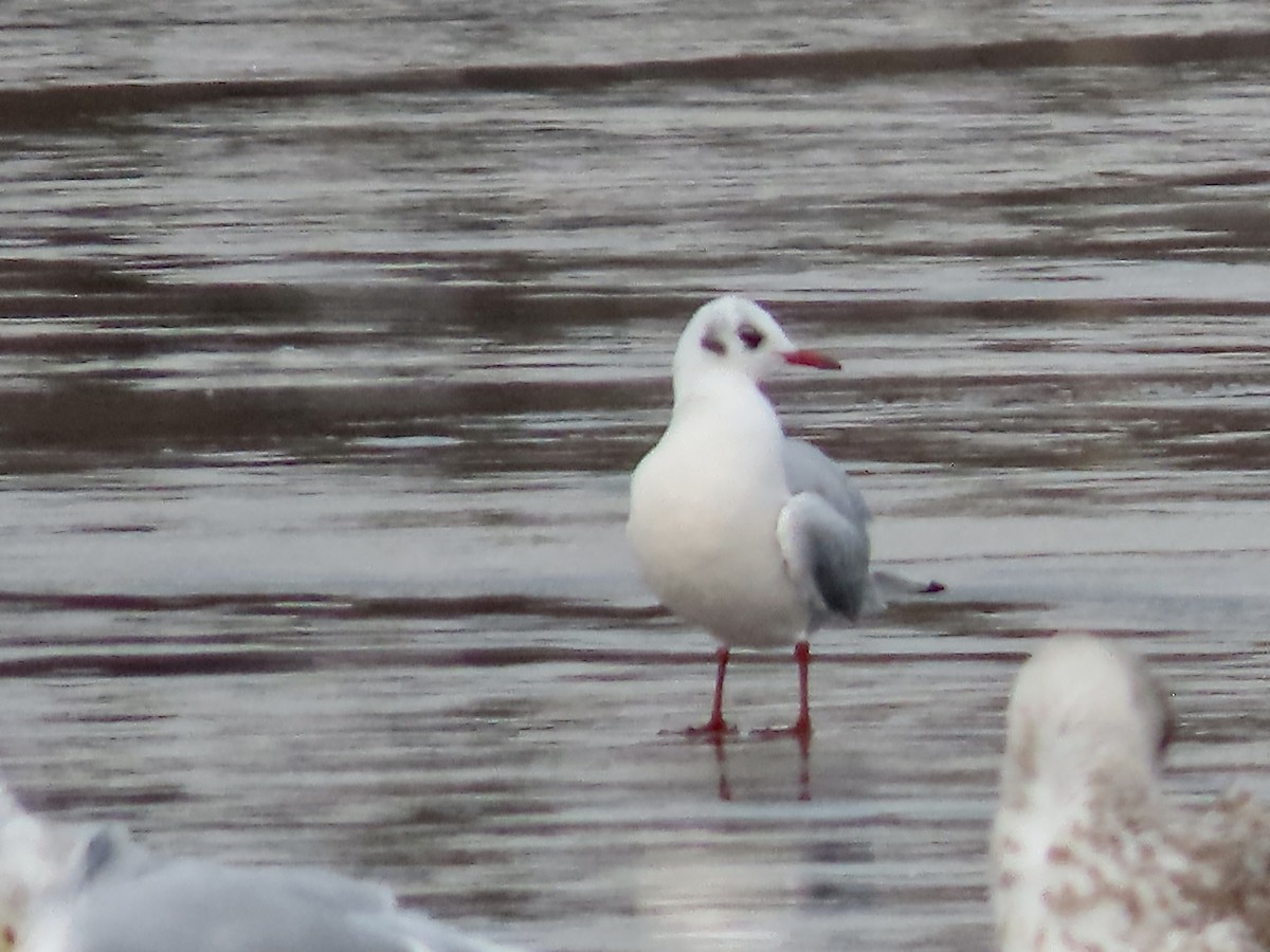 Black-headed Gull - ML646723305