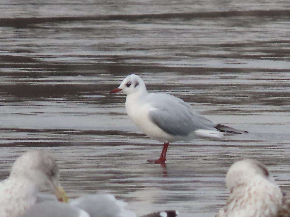 Black-headed Gull - ML646723306