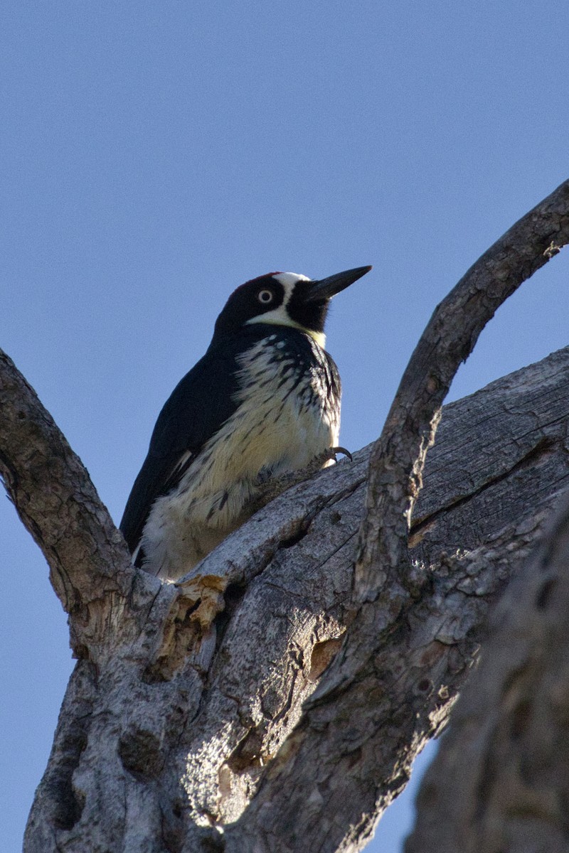 Acorn Woodpecker - ML646723308