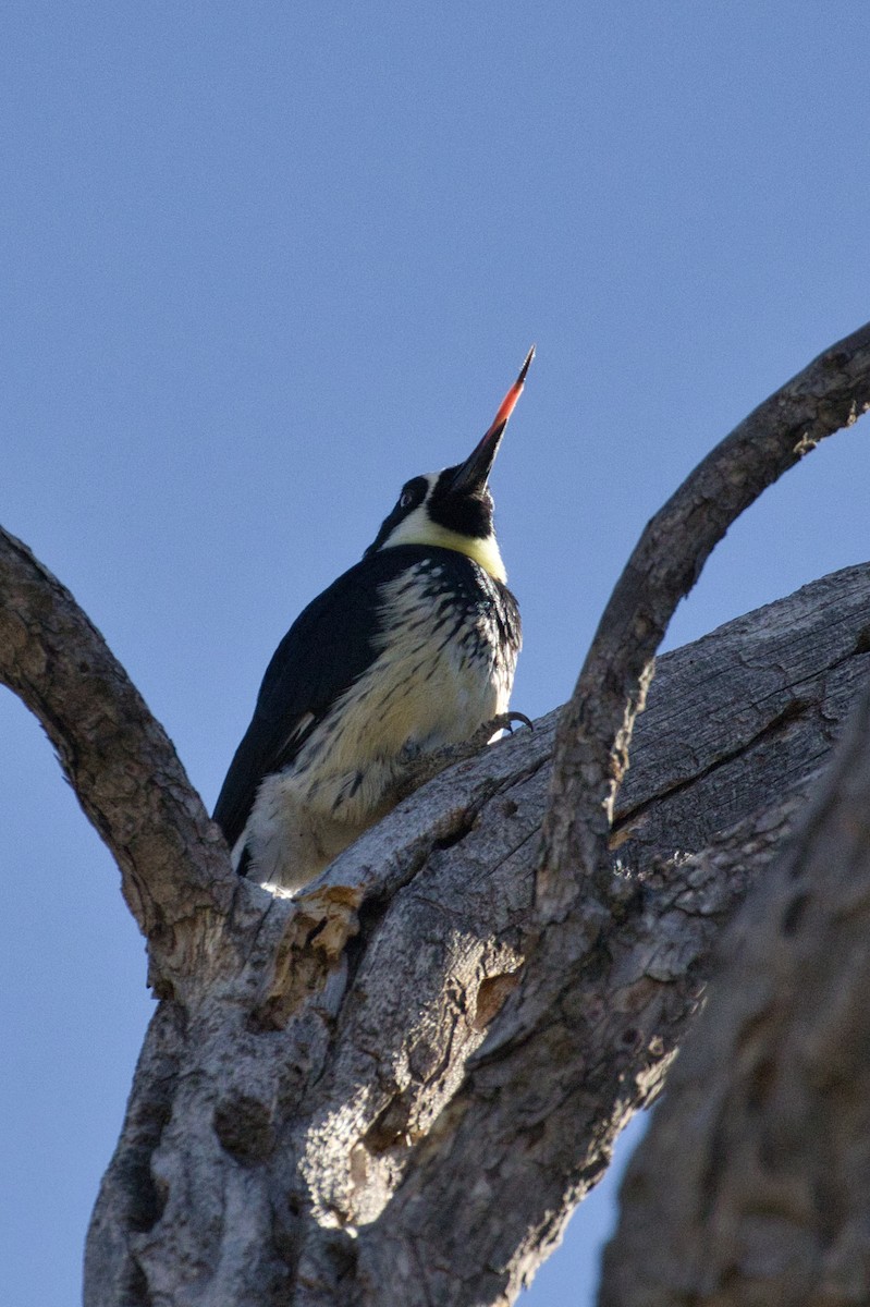 Acorn Woodpecker - ML646723309