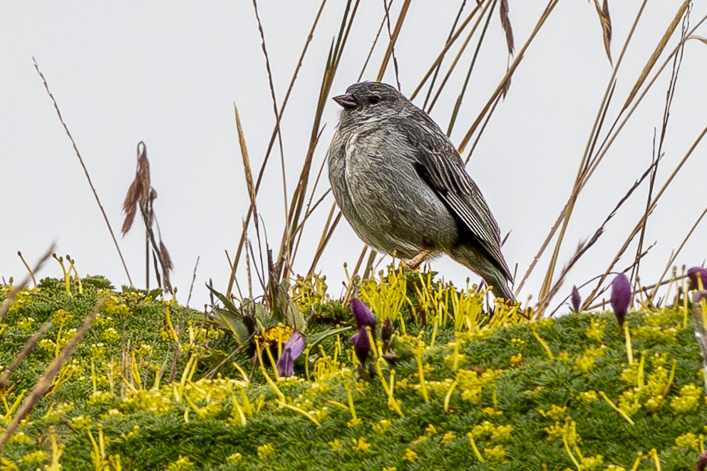 Plumbeous Sierra Finch - ML646723310