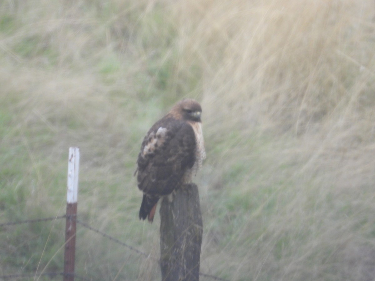 Rotschwanzbussard - ML646723312