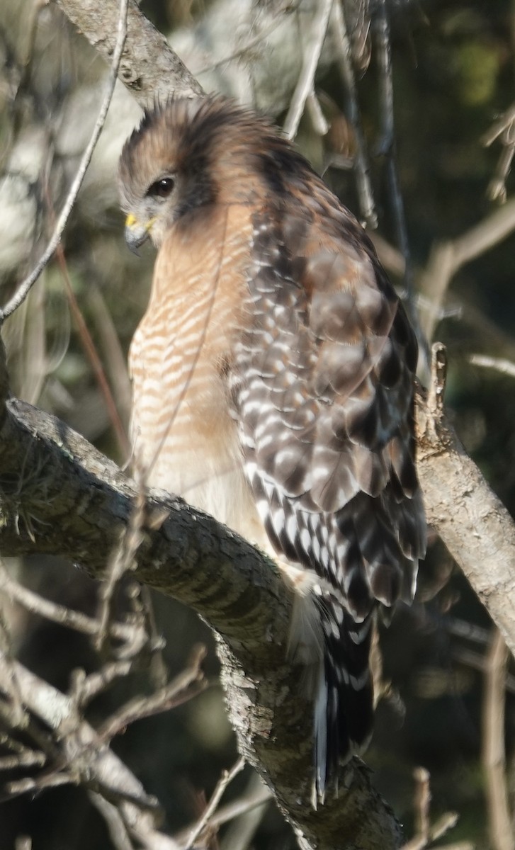 Busardo Pechirrojo - ML646723313