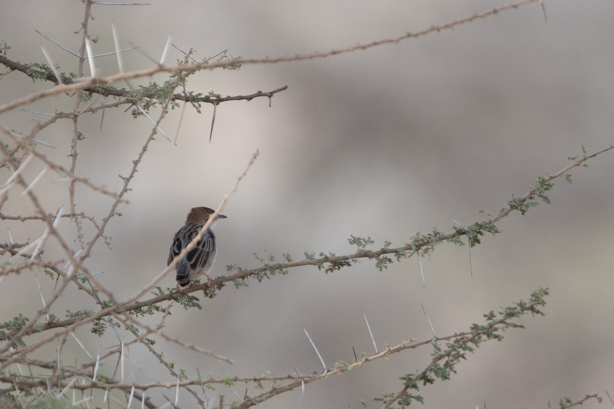 Stout Cisticola - ML646723314