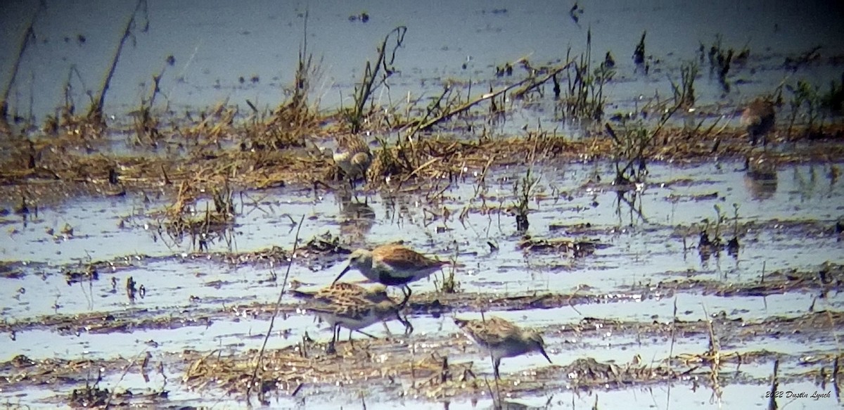 Чернозобик - ML646723316