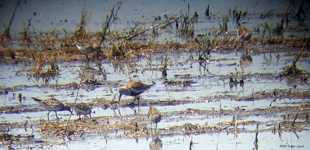 Чернозобик - ML646723317