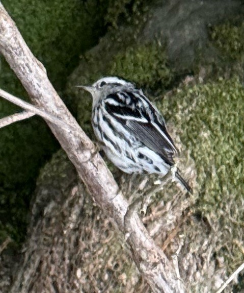 klatreparula - ML646723319