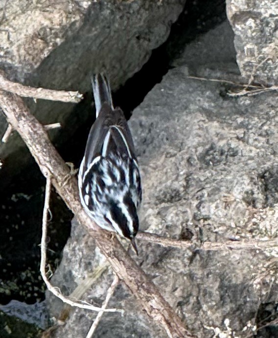 klatreparula - ML646723320