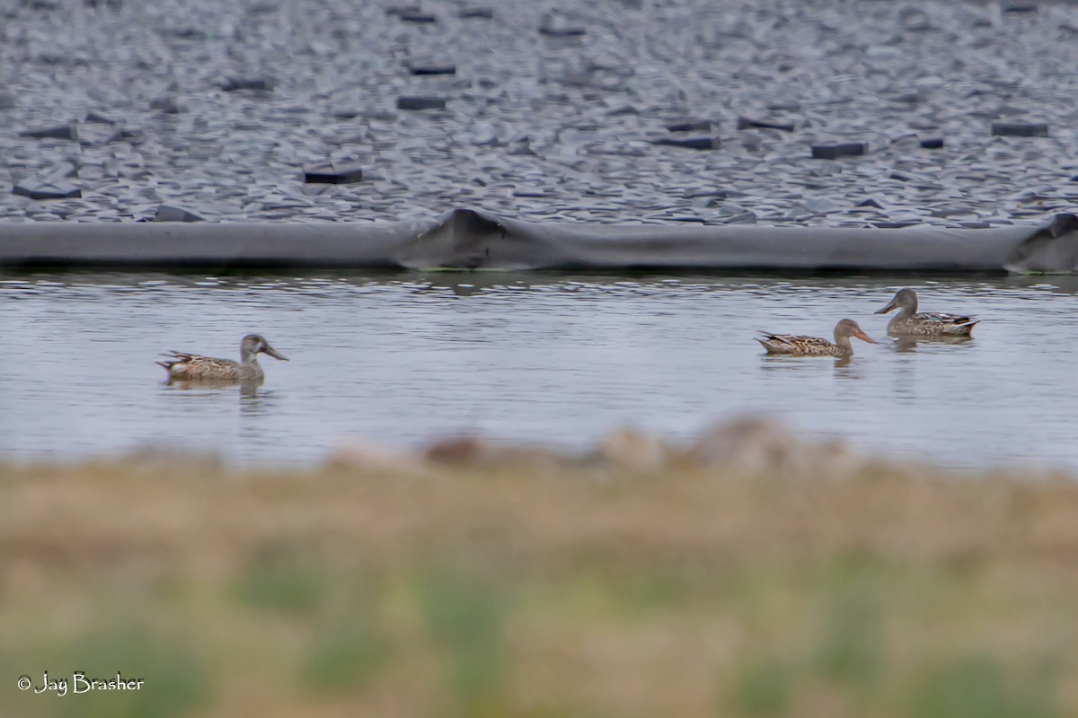 Широконоска - ML646723322