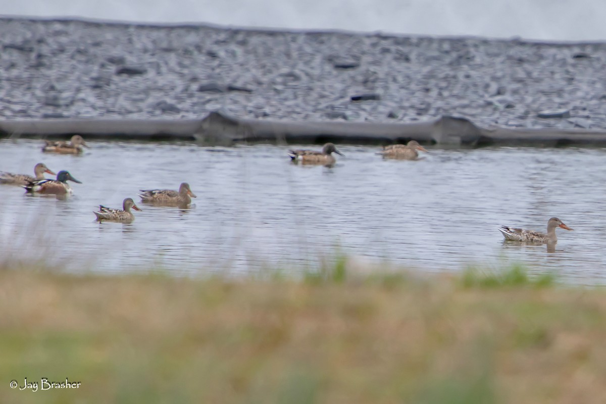 Широконоска - ML646723323