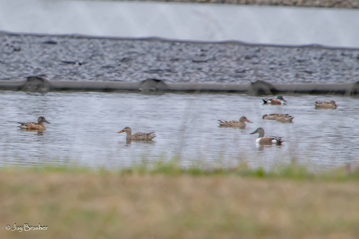 Широконоска - ML646723324