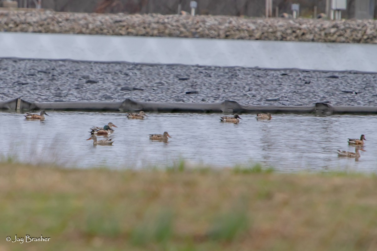 Широконоска - ML646723325