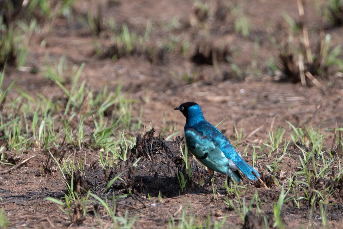 Трёхцветный спрео - ML646723326