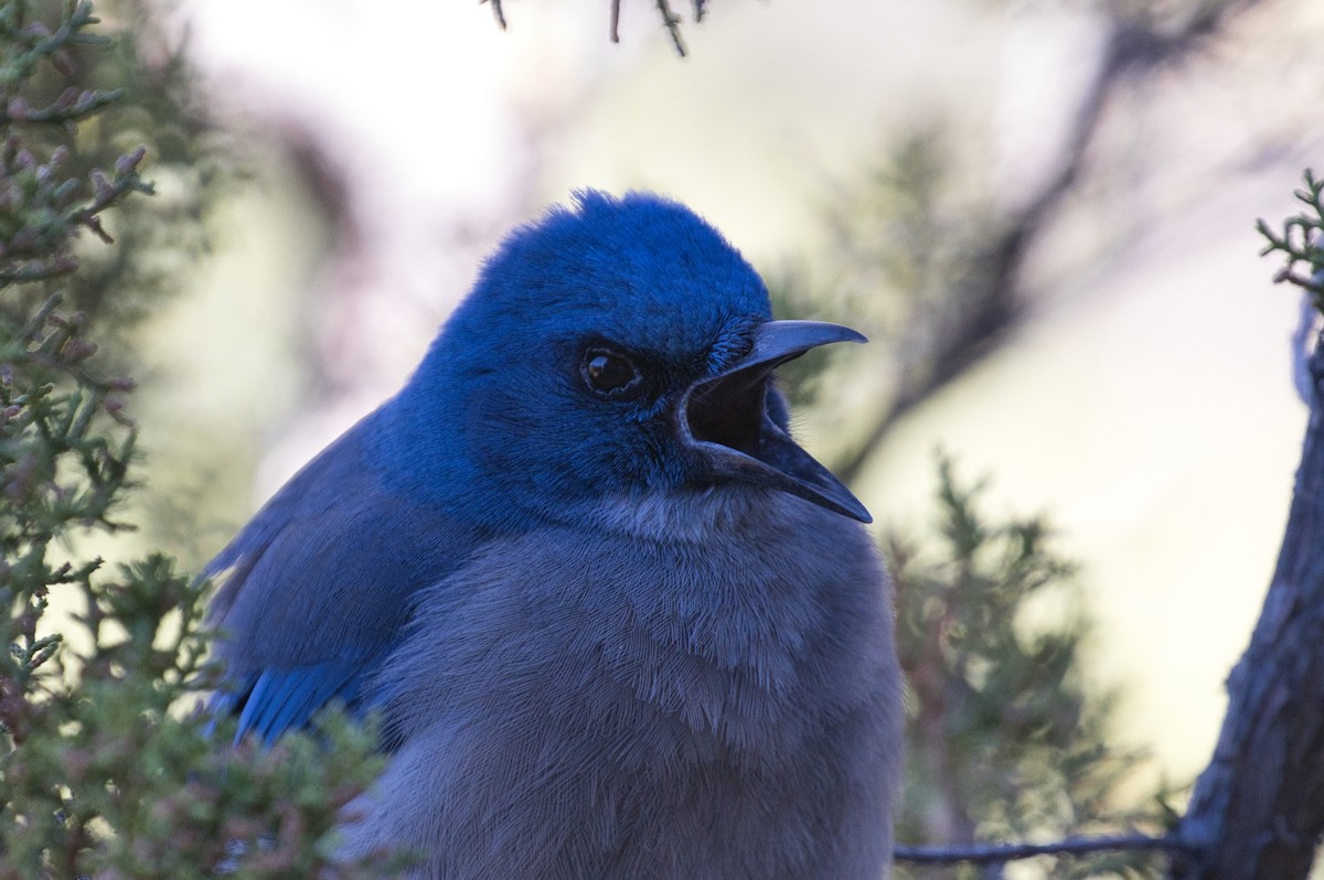 Мексиканская сойка - ML646723327