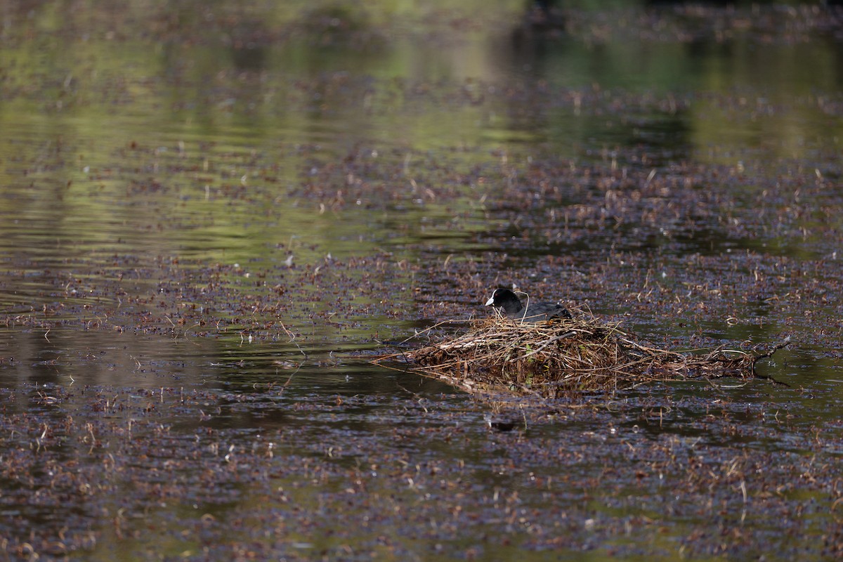 Folaga - ML646723329