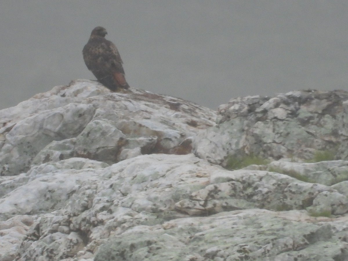 Rotschwanzbussard - ML646723330