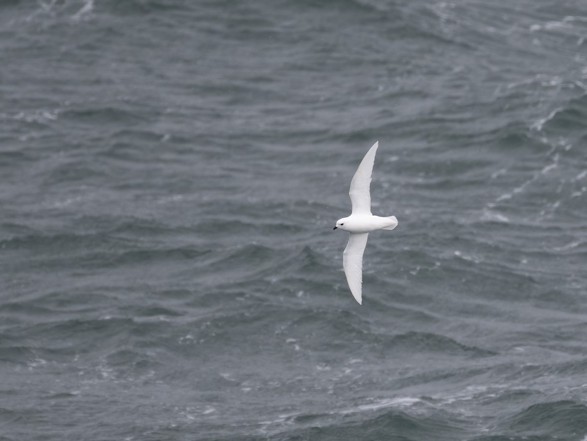 Snow Petrel - ML646723332